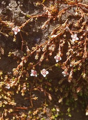 Crassula sinclairii