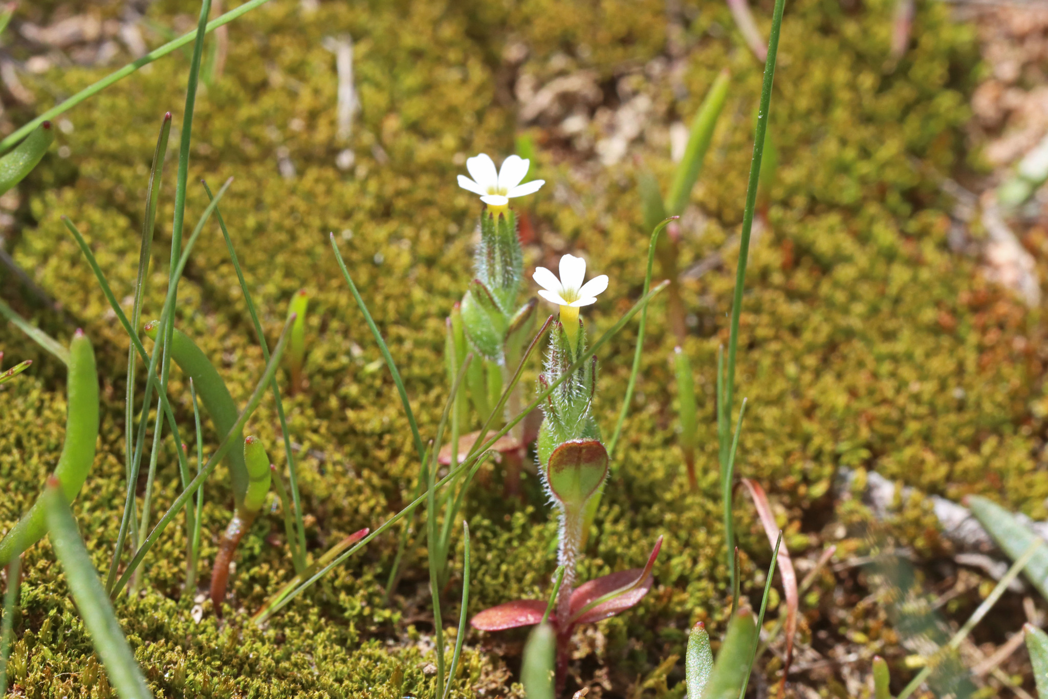 Microsteris gracilis var. humilior