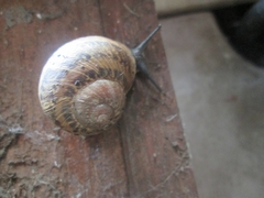 Cornu aspersum