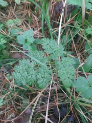 Anthriscus sylvestris