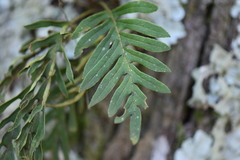Pleopeltis pleopeltifolia