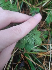 Anthriscus sylvestris
