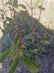 Duranteae