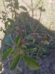 Duranteae