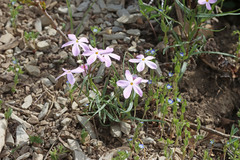 Phlox longifolia longifolia