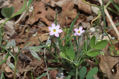 Phlox longifolia longifolia