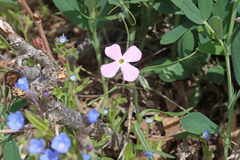 Phlox longifolia longifolia