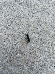 Camponotus pennsylvanicus