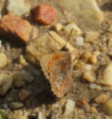 Aloeides thyra orientis