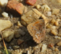 Aloeides thyra orientis