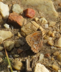 Aloeides thyra orientis