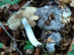 Entoloma bloxamii