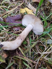 Gerhardtia
