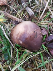 Gerhardtia