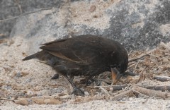 Geospiza conirostris