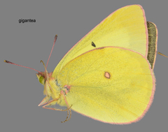 Colias gigantea