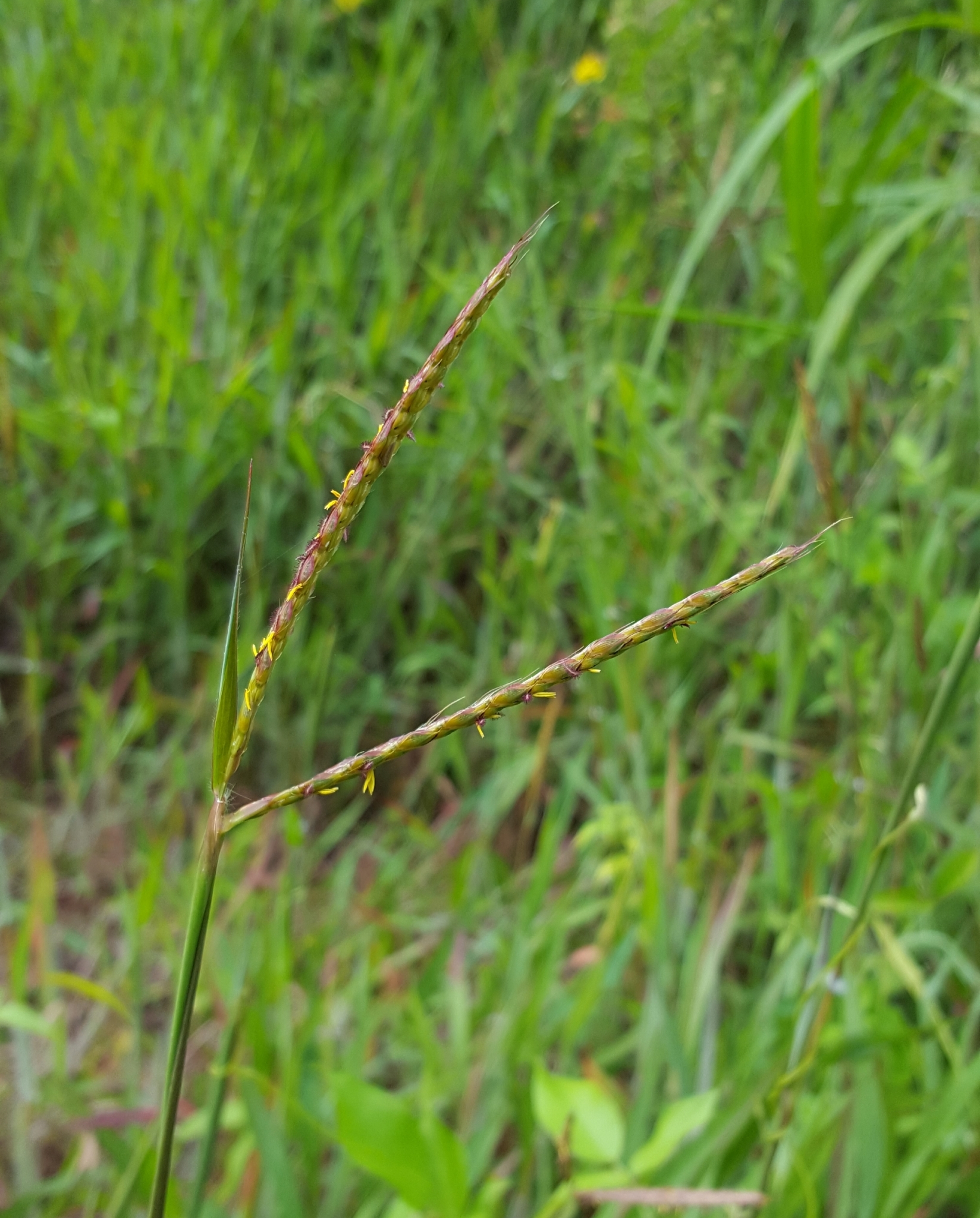 (c) François Rousseu, certains droits réservés (CC BY-NC) https://www.inaturalist.org/observations/97251613
