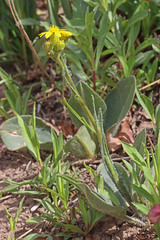 Senecio integerrimus exaltatus