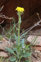 Senecio integerrimus exaltatus