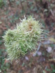 Hypnum cupressiforme