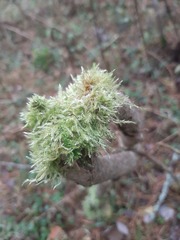 Hypnum cupressiforme