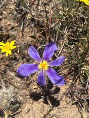 Calydorea xiphioides