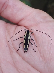 Colobothea cassandra