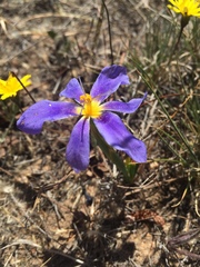 Calydorea xiphioides