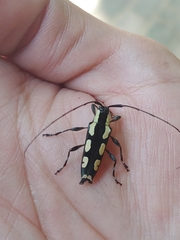 Colobothea cassandra