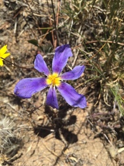 Calydorea xiphioides