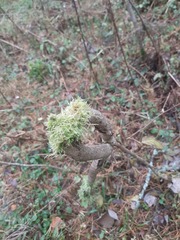 Hypnum cupressiforme