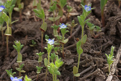 Veronica biloba