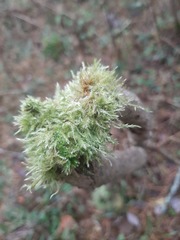 Hypnum cupressiforme