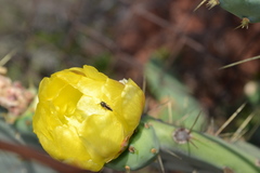 Acmaeodera neoneglecta