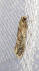 Niditinea fuscella