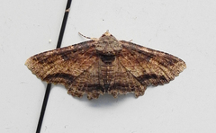 Zale fictilis