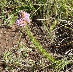 Selago villicaulis