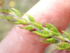 Selago villicaulis