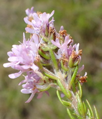 Selago villicaulis
