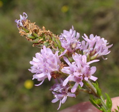 Selago villicaulis