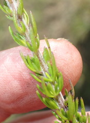 Selago villicaulis