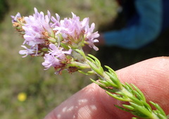 Selago villicaulis