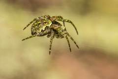 Cryptaranea atrihastula