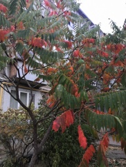 Rhus