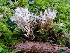 Lentaria patouillardii