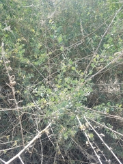 Atriplex lentiformis breweri