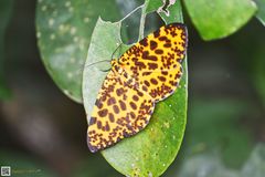 Epobeidia tigrata tigrata