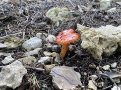 Coccineae