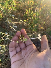 Ipomopsis longiflora longiflora