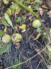 Juglans nigra